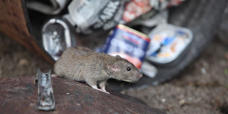 Close up of a rodent near trash